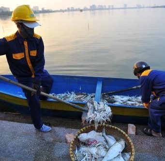 Cá tiếp tục chết trên Hồ Tây