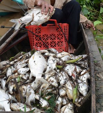 Cá chết trắng ở thượng nguồn sông Sài Gòn, Bình Phước